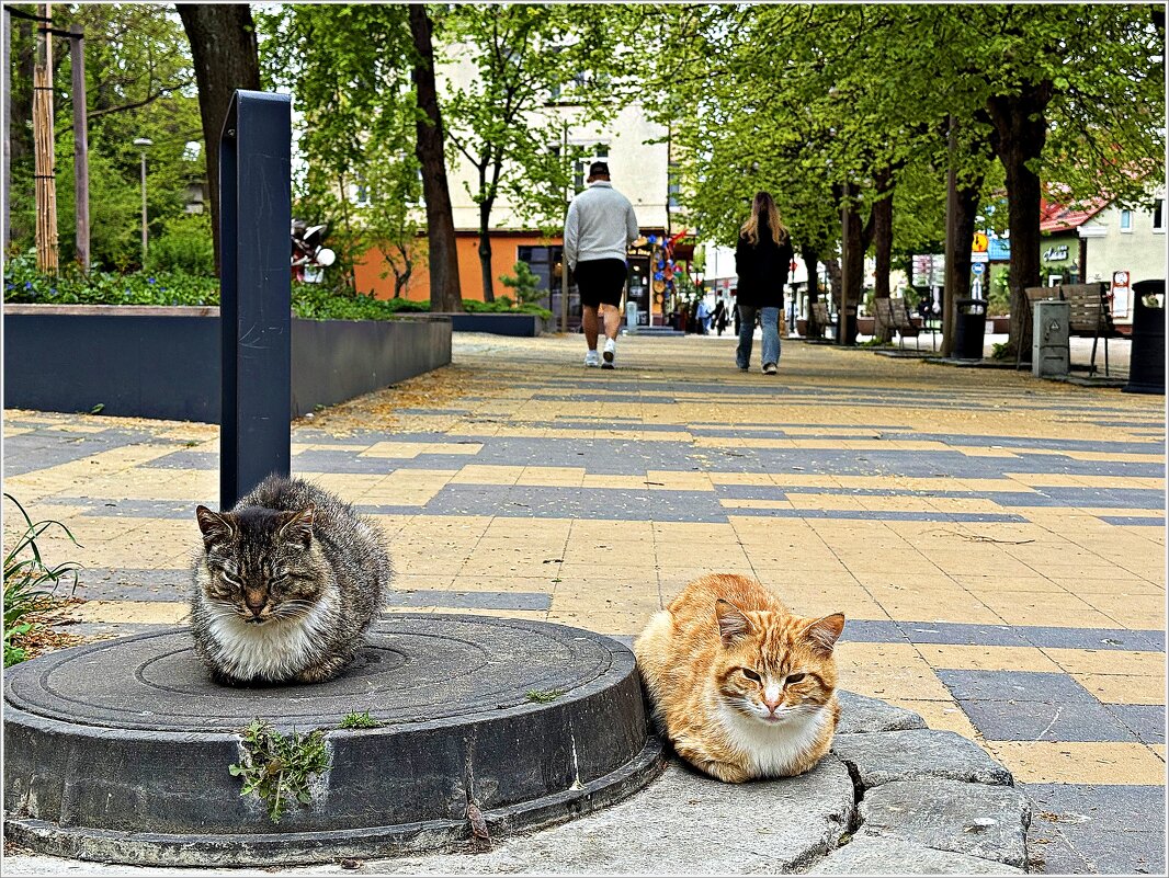 Весна в городе котов и кошек. - Валерия Комова