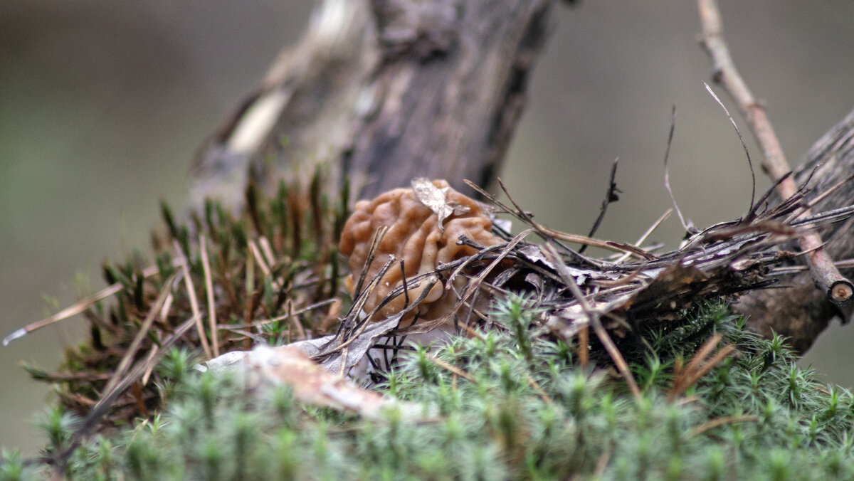 Во мху ... - sorovey Sol