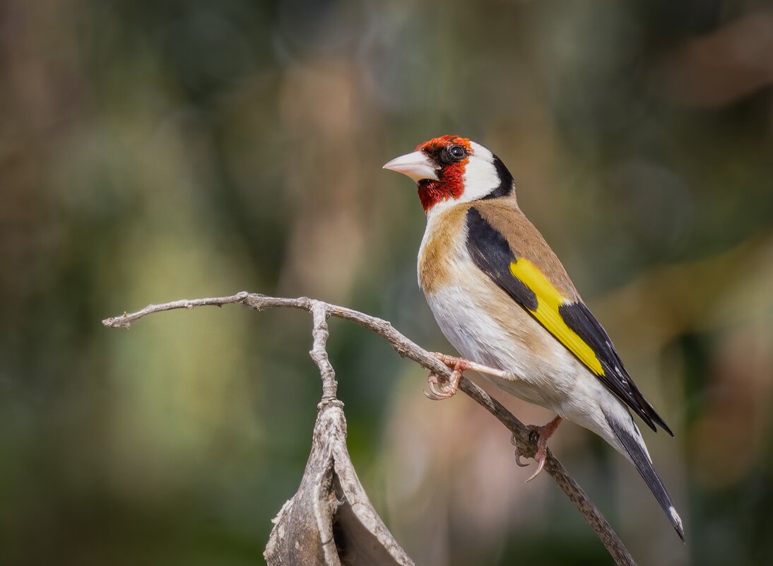 Обыкновенный щегол (лат. Carduelis carduelis) - Александр Григорьев