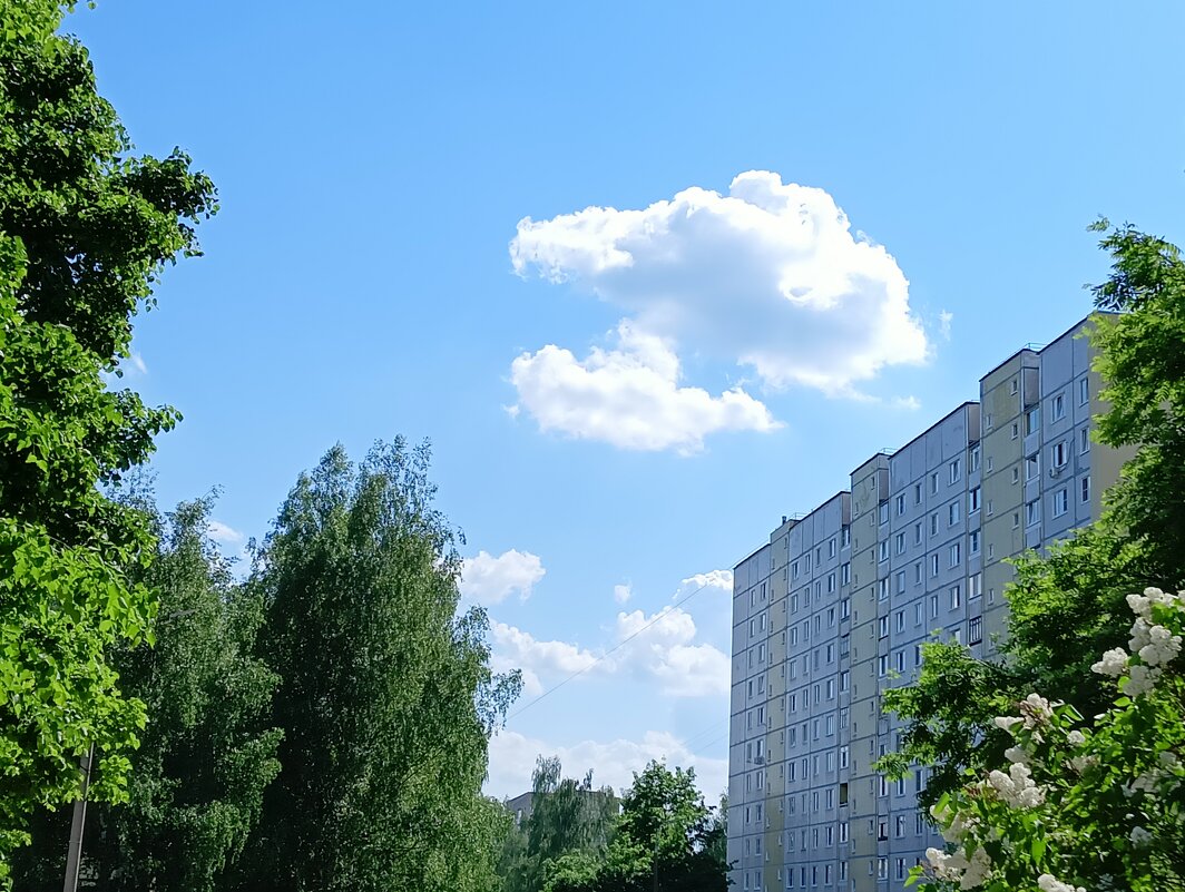 летят отдохнуть на крышу - Владимир 
