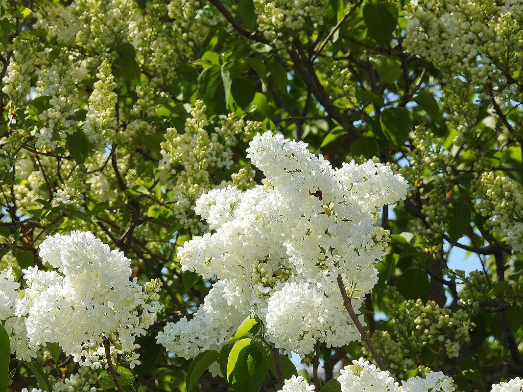 весенние зарисовки - ИННА ПОРОХОВА весенние зарисовки - ИННА ПОРОХОВА