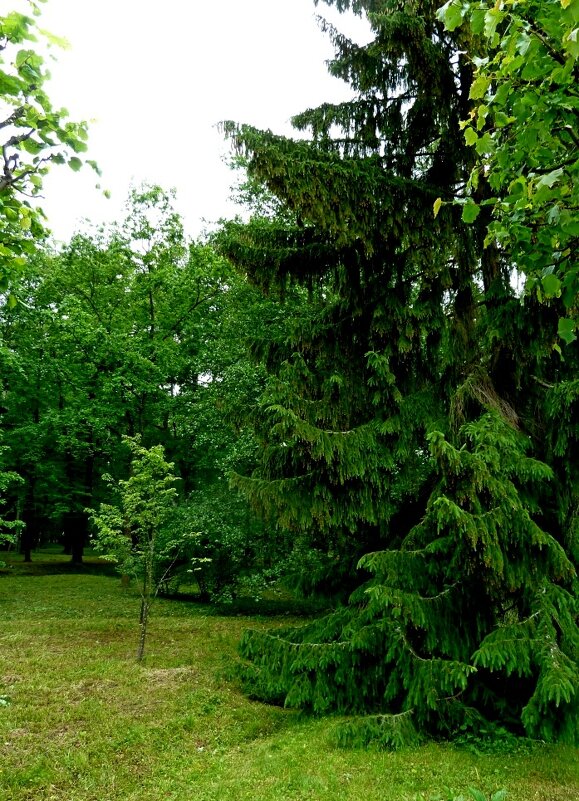 ПЕТЕРГОФ. - Виктор Осипчук ПЕТЕРГОФ. - Виктор Осипчук