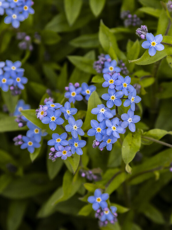 *** - Николай 