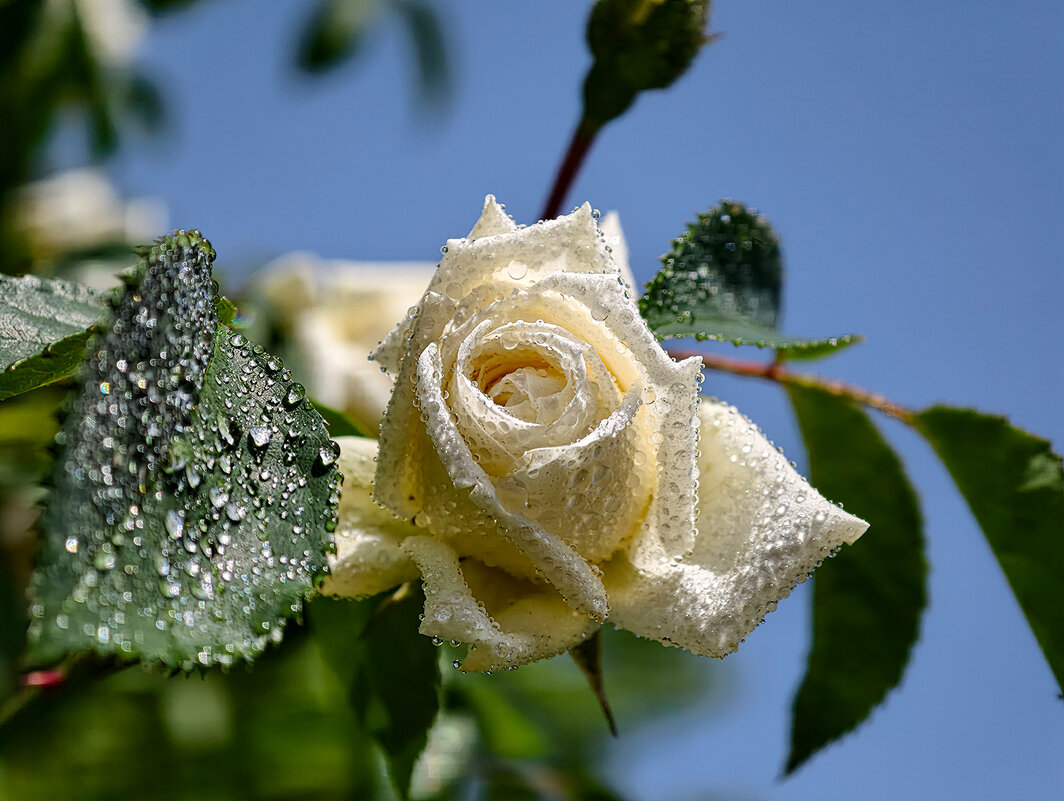 --------------- - igor G.