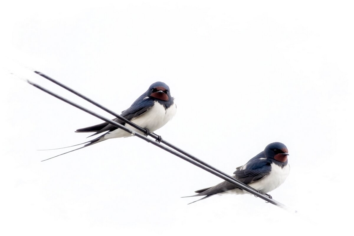 Hirundo rustica - Сеня Белгородский Hirundo rustica - Сеня Белгородский