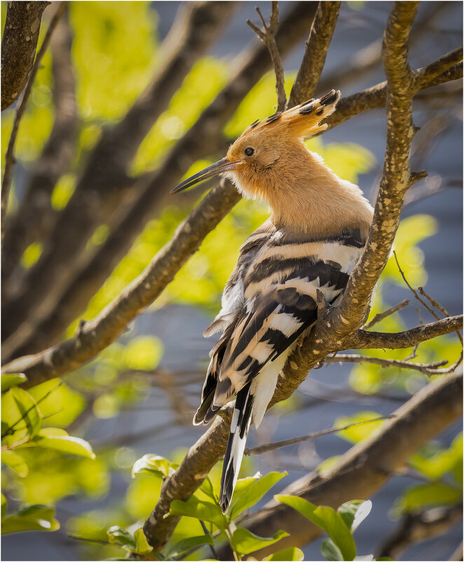 Удод.Hoopoe. - Александр Григорьев Удод.Hoopoe. - Александр Григорьев
