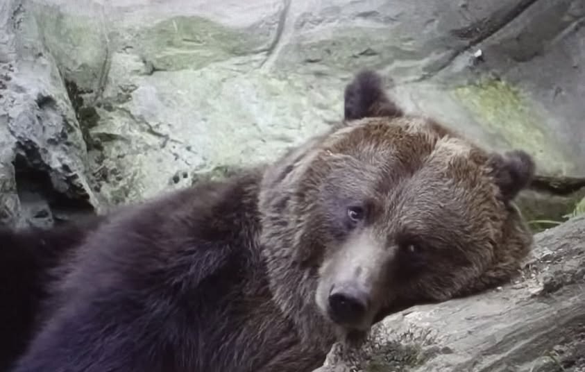 Шота грустно...  - Валерий Кокорев