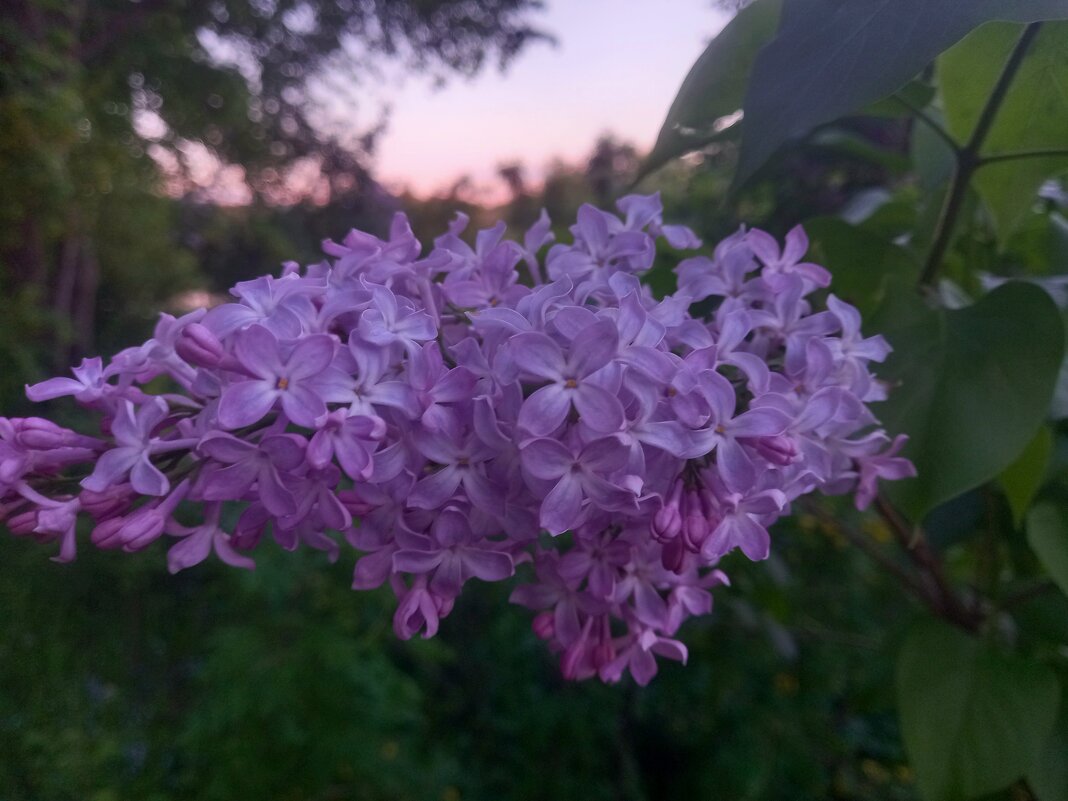 Сирень - Сапсан 