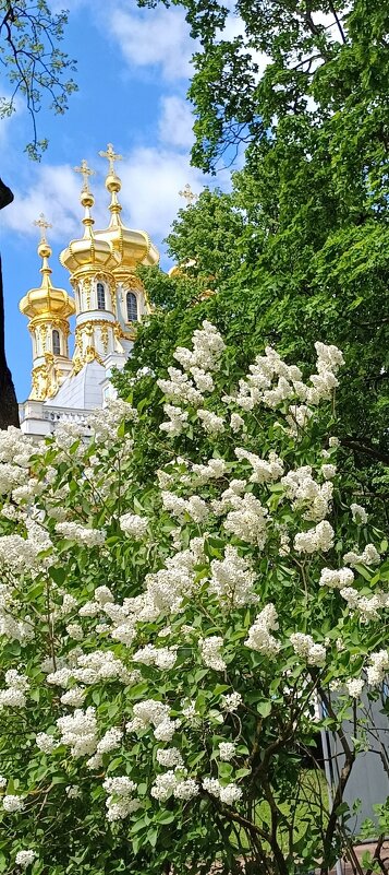 Кружево сирени. - Ольга 