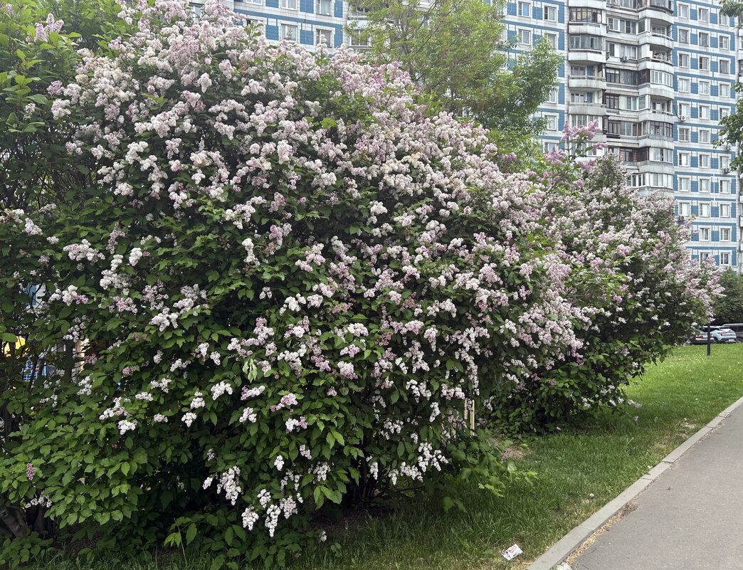 Венгерская сирень - Олег 