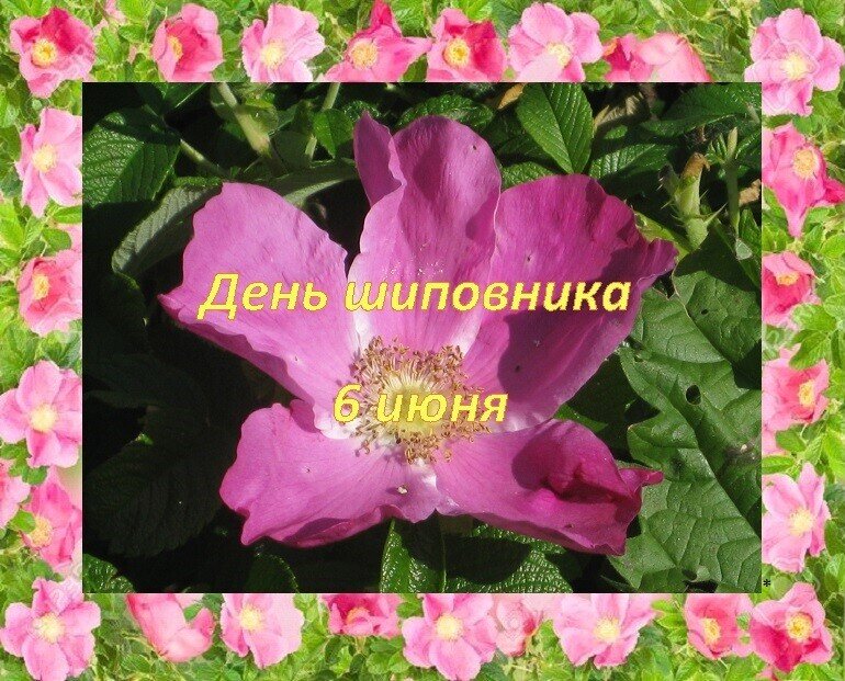 6 июня. ДЕНЬ ШИПОВНИКА - Дмитрий Никитин
