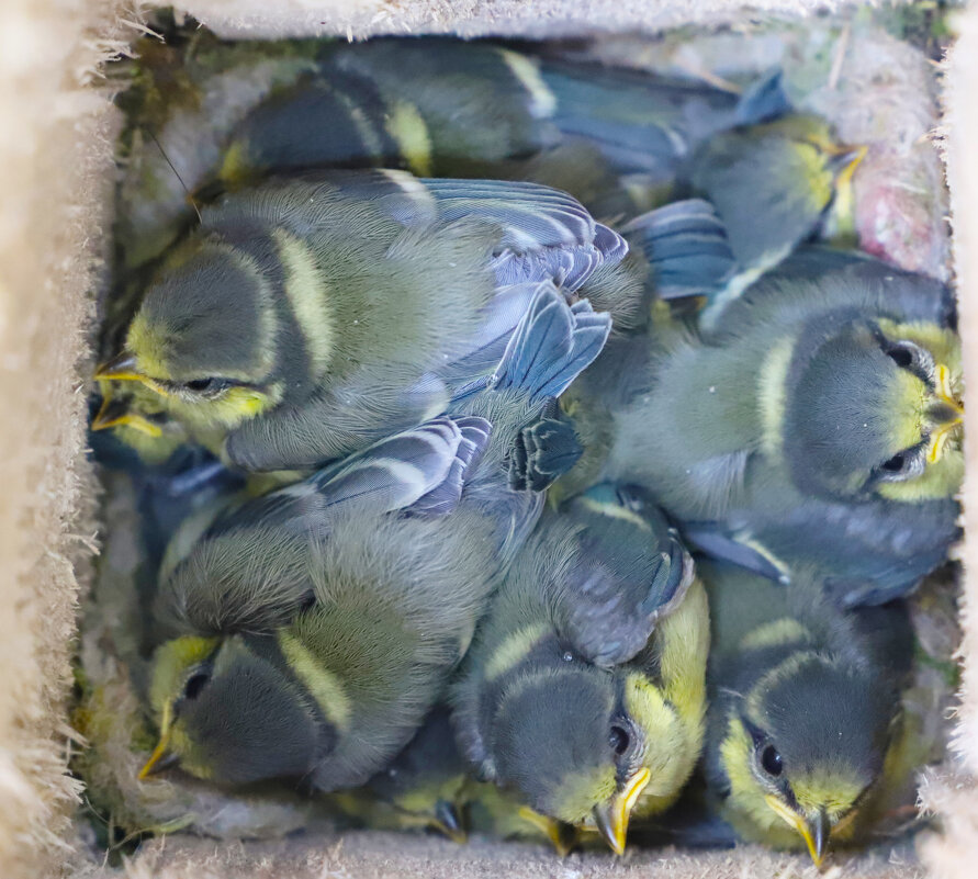 лазоревки (лат. Cyanistes caeruleus) - краснов юрий лазоревки (лат. Cyanistes caeruleus) - краснов юрий