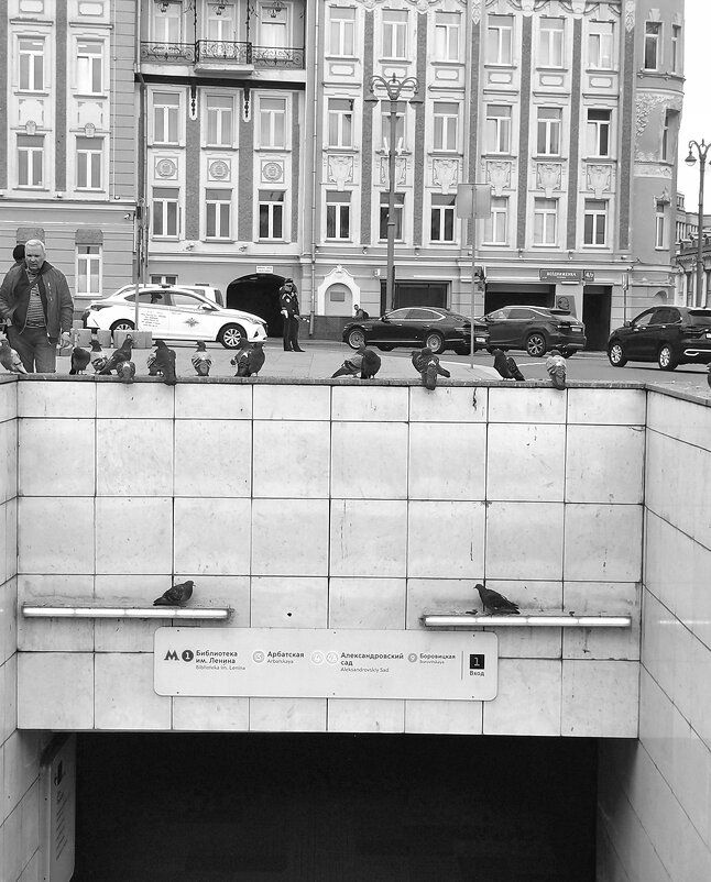 У голубей все под контролем, даже вход в метро. - Любимова Ольга 
