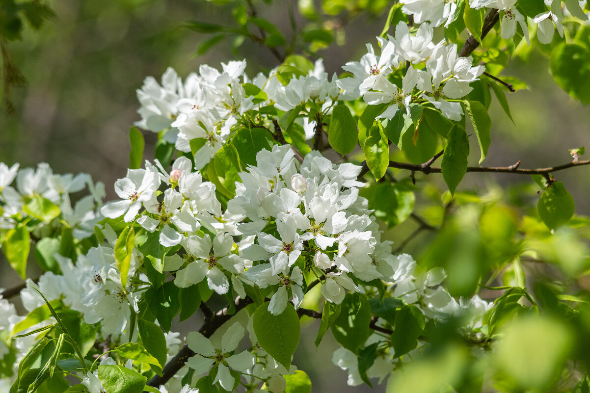 *** - Виктор Иванович Чернюк