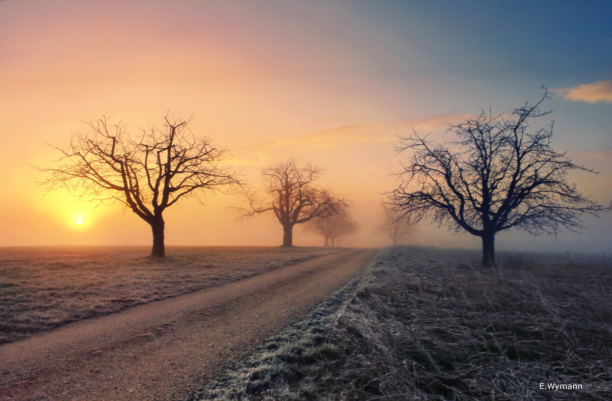 misty morning - Elena Wymann