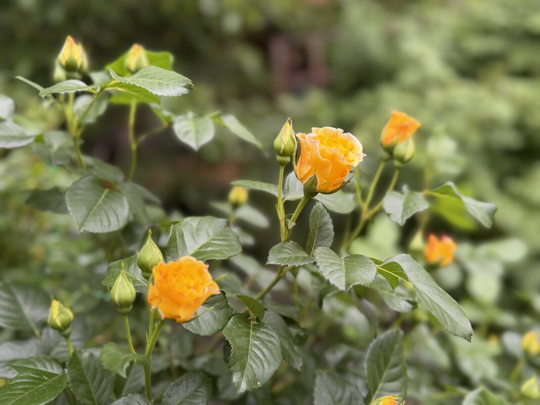 Солнышки) - Любовь 