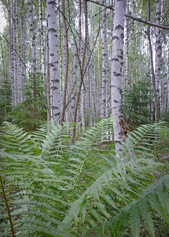 *** - Светлана Кузнецова