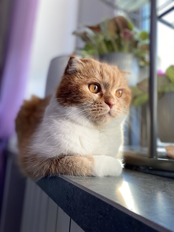 Котопортрет - Елена Котопортрет - Елена