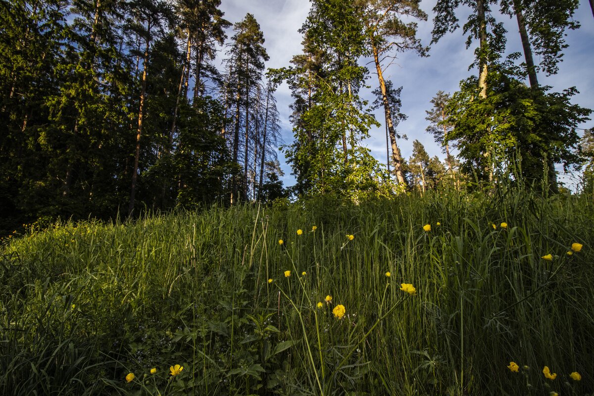 *** - Николай 