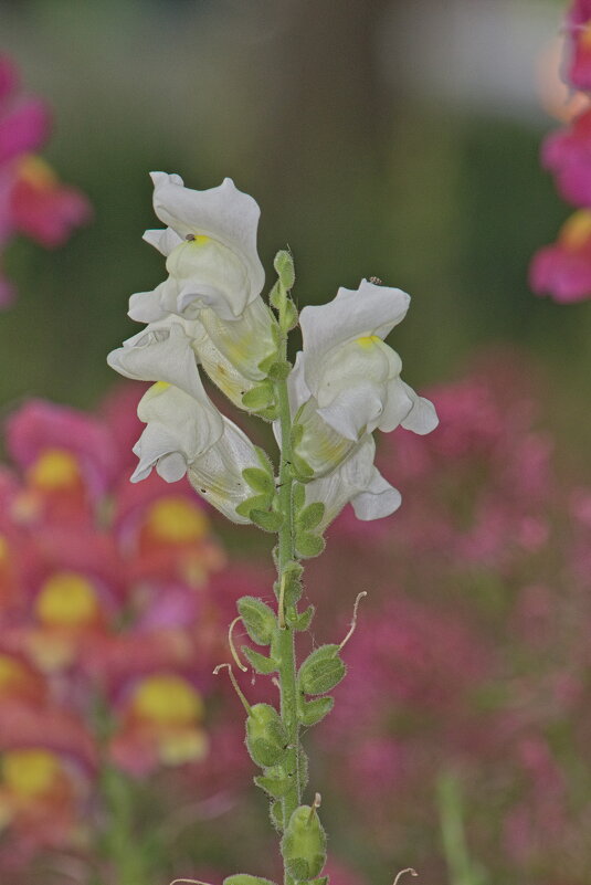 Antirrhinum majus - Giant Tao /