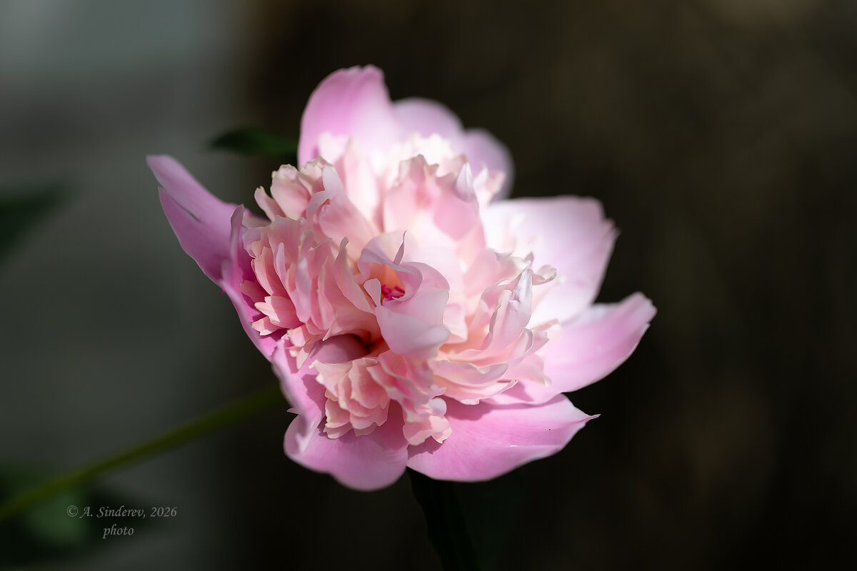 Розовый пион - Александр Синдерёв
