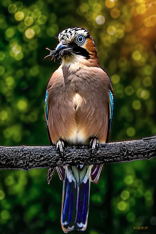 Garrulus glandarius - Shmual & Vika Retro
