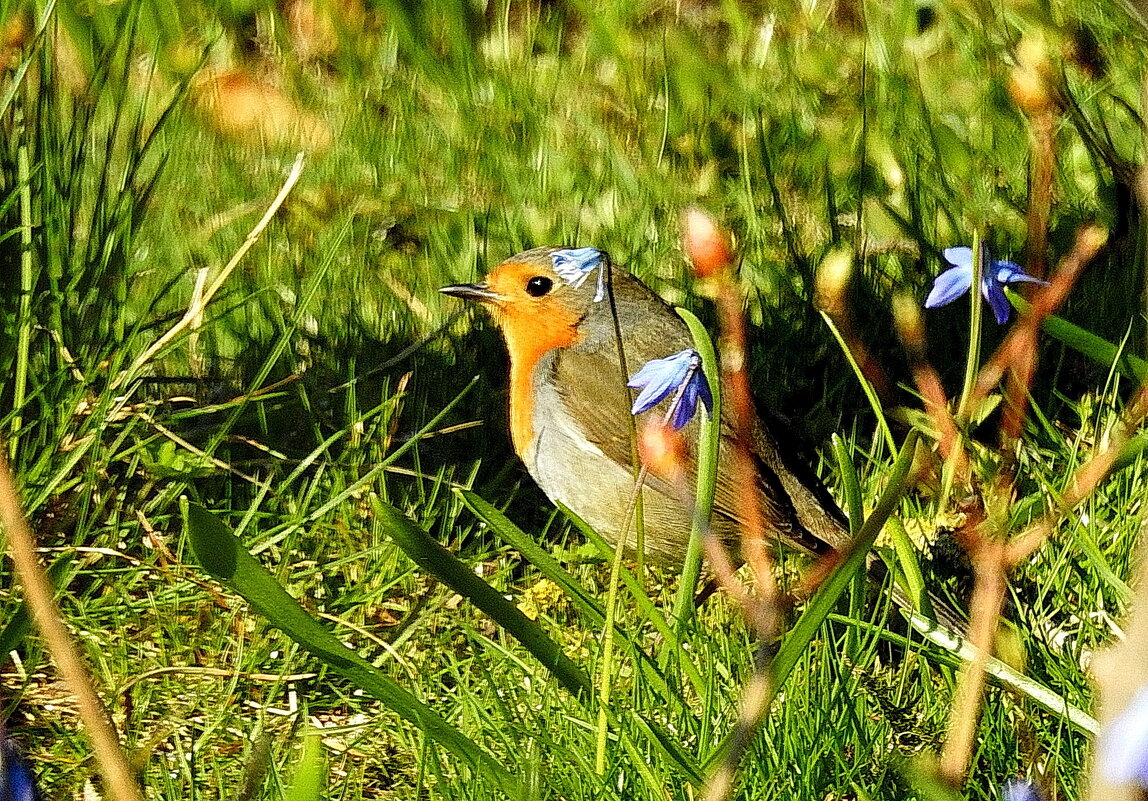птицы весной.малиновка .помощница в саду - ИННА ПОРОХОВА птицы весной.малиновка .помощница в саду - ИННА ПОРОХОВА