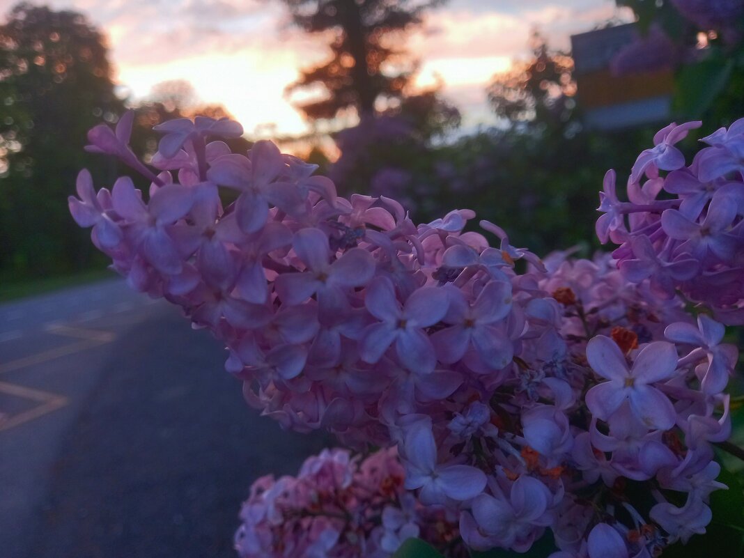 Сирень - Сапсан 