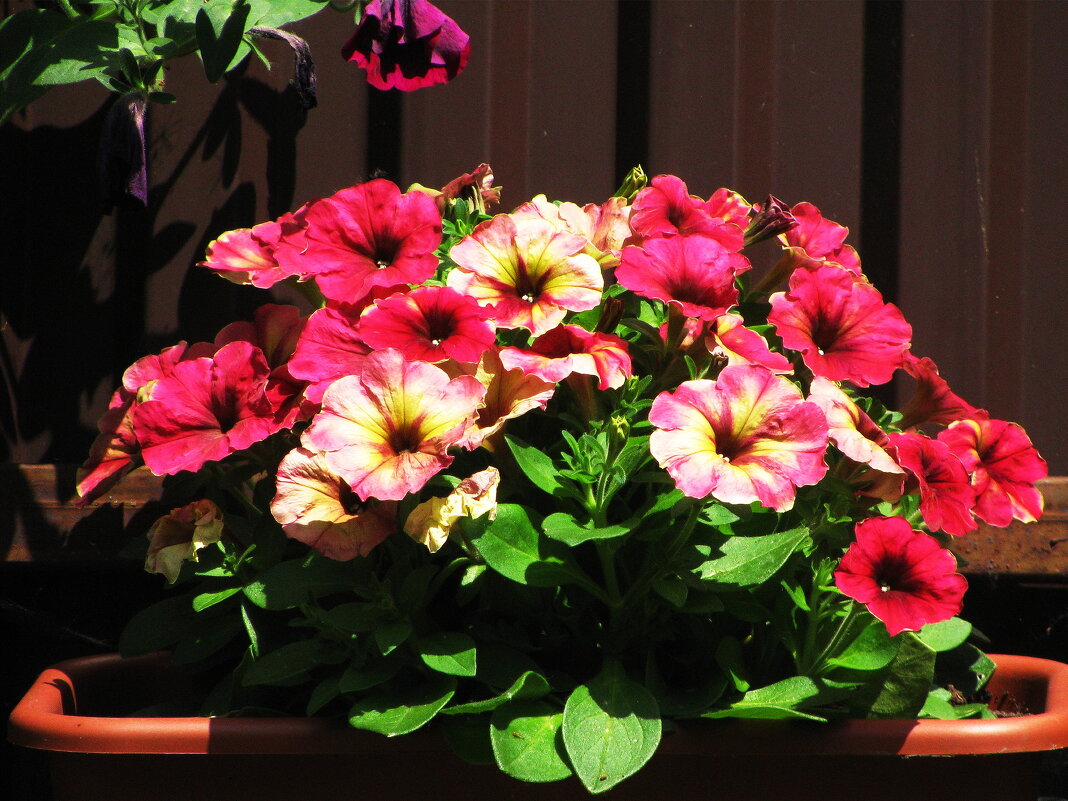 Красота - Людмила Смородинская Красота - Людмила Смородинская