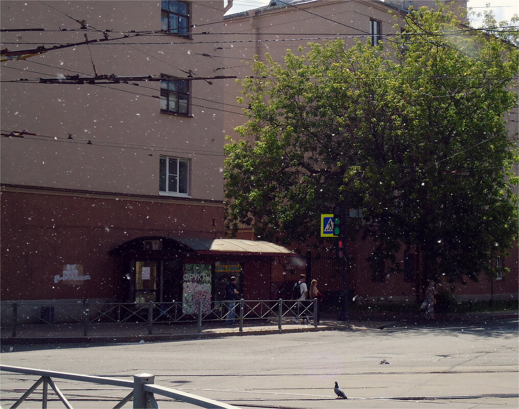 тополиный пух, тепло, июнь, ночи такие же) - sv.kaschuk 