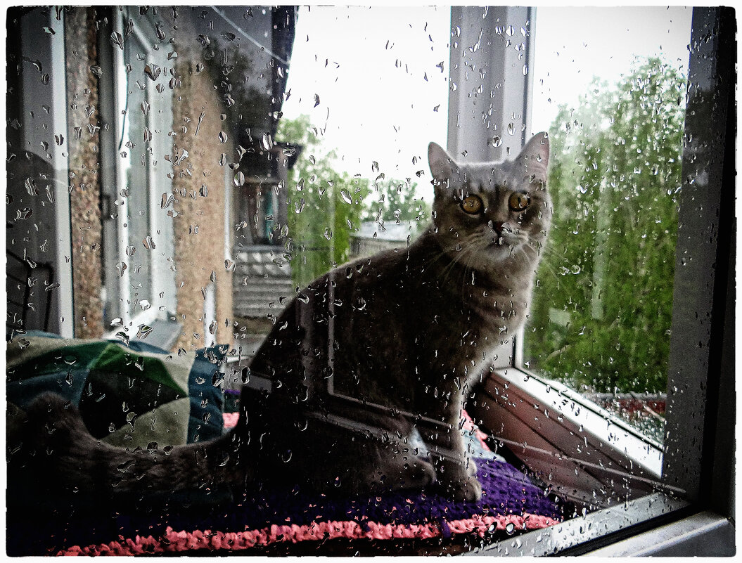 Raining cats, no dogs - Maria Rainer Raining cats, no dogs - Maria Rainer