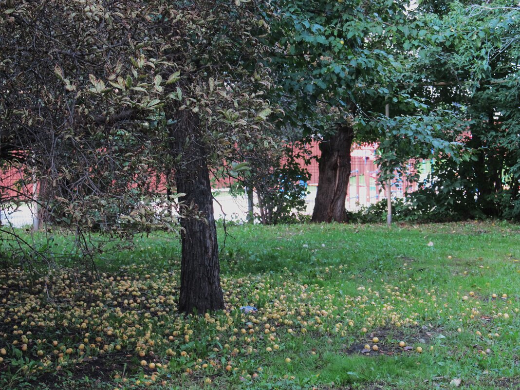 Екатеринбург - Елена Шаламова