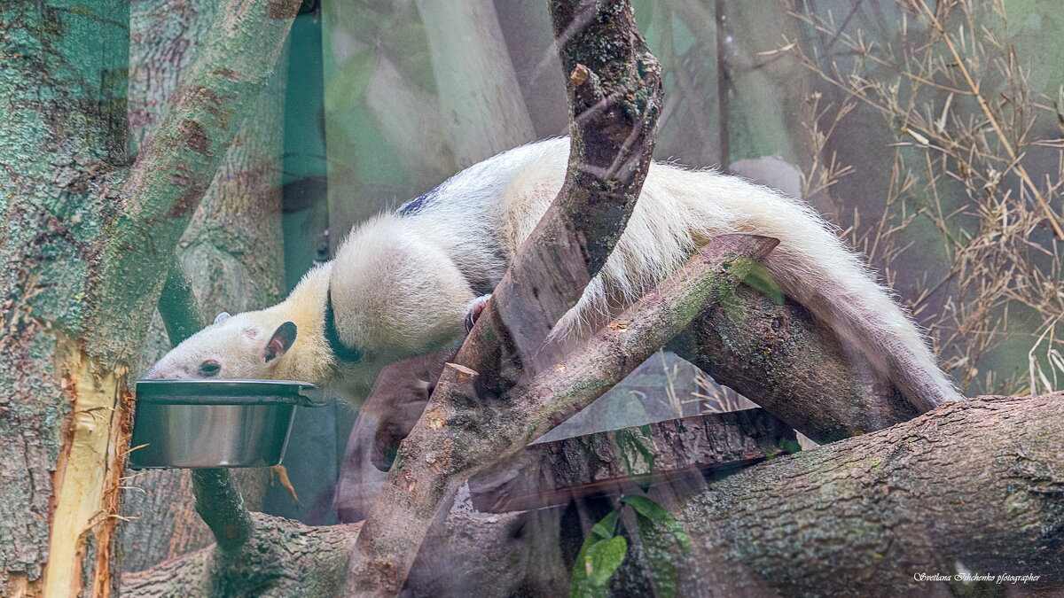 Orientarium ZOO Łódź - Светлана Ищенко Orientarium ZOO Łódź - Светлана Ищенко