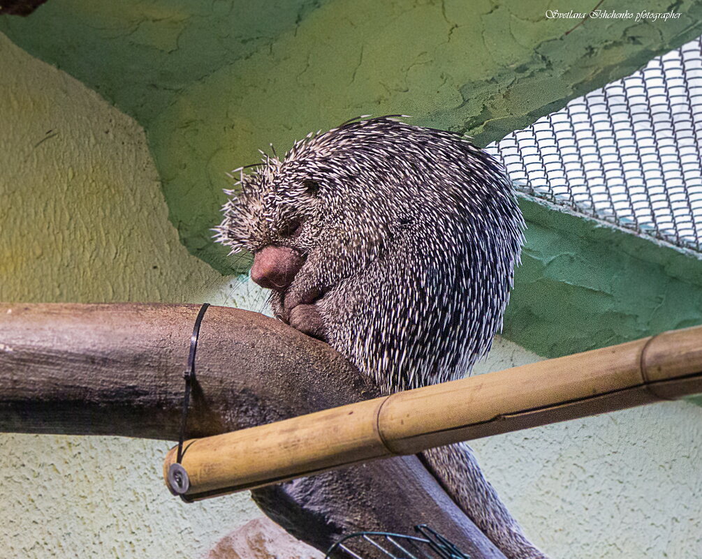 Orientarium ZOO Łódź - Светлана Ищенко
