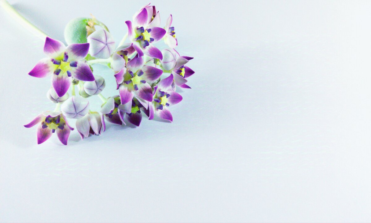 Flowers - MAHMOOD • iNKSTECHSHUB PHOTOGRAPHY Flowers - MAHMOOD • iNKSTECHSHUB PHOTOGRAPHY
