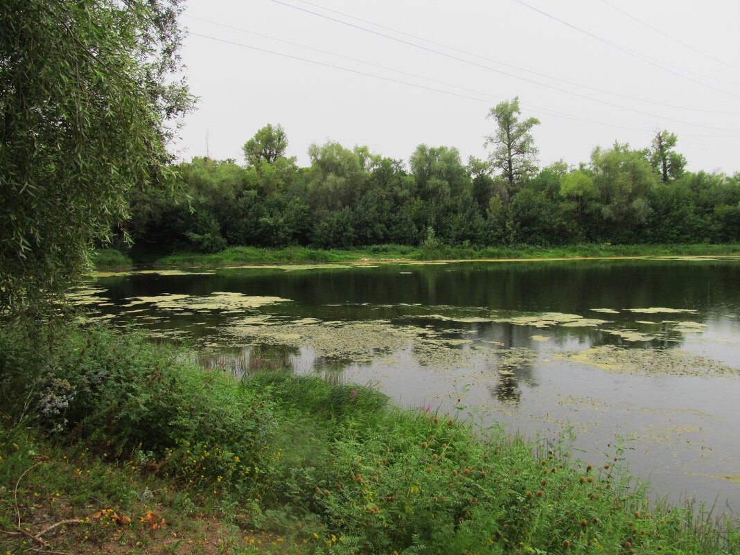за городом - Елена Шаламова