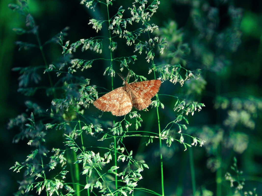 *** - Лера 