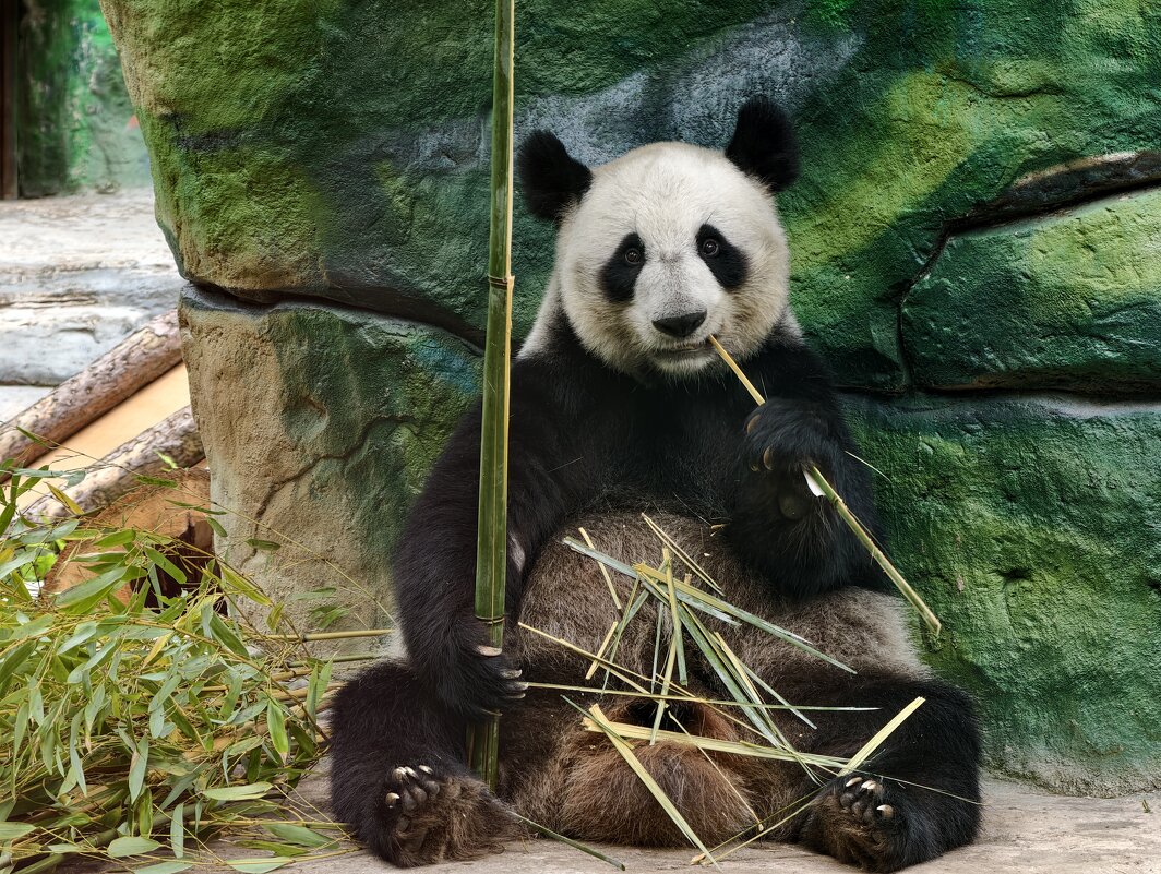 Панда Диндин - <<< Наташа >>>