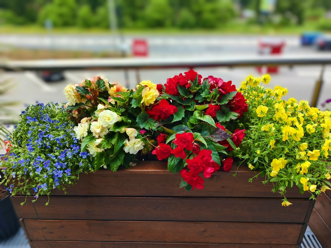 Клумба - Михаил Столяров