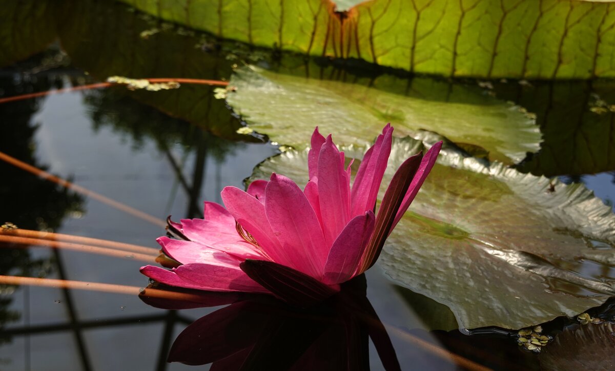 Nymphaea Ruby... - Галина 