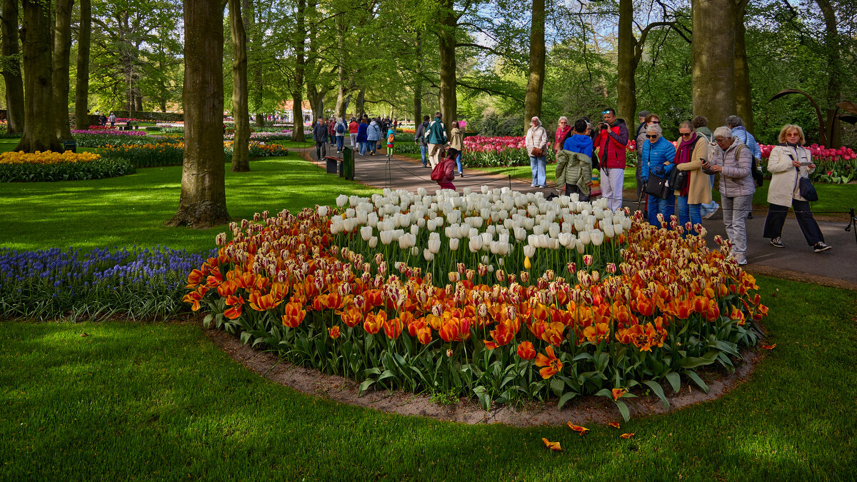 Keukenhof... - Dmitriy Dikikh