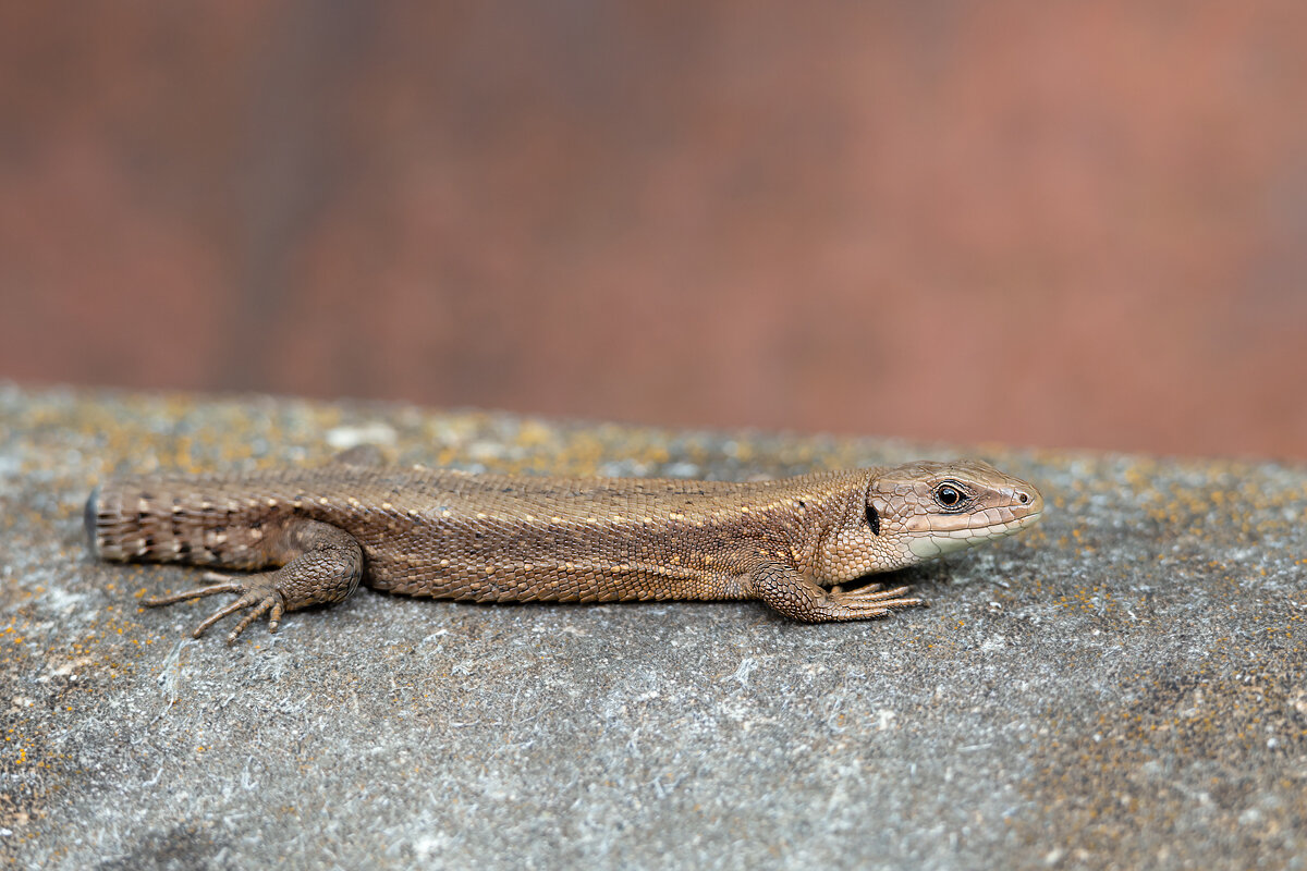 Прыткая ящерица без хвоста - Александр Синдерёв