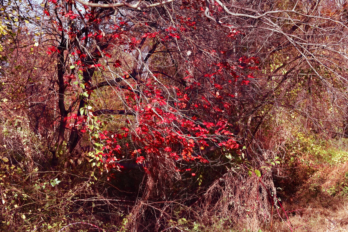 В осеннем парке - Олег Чемоданов