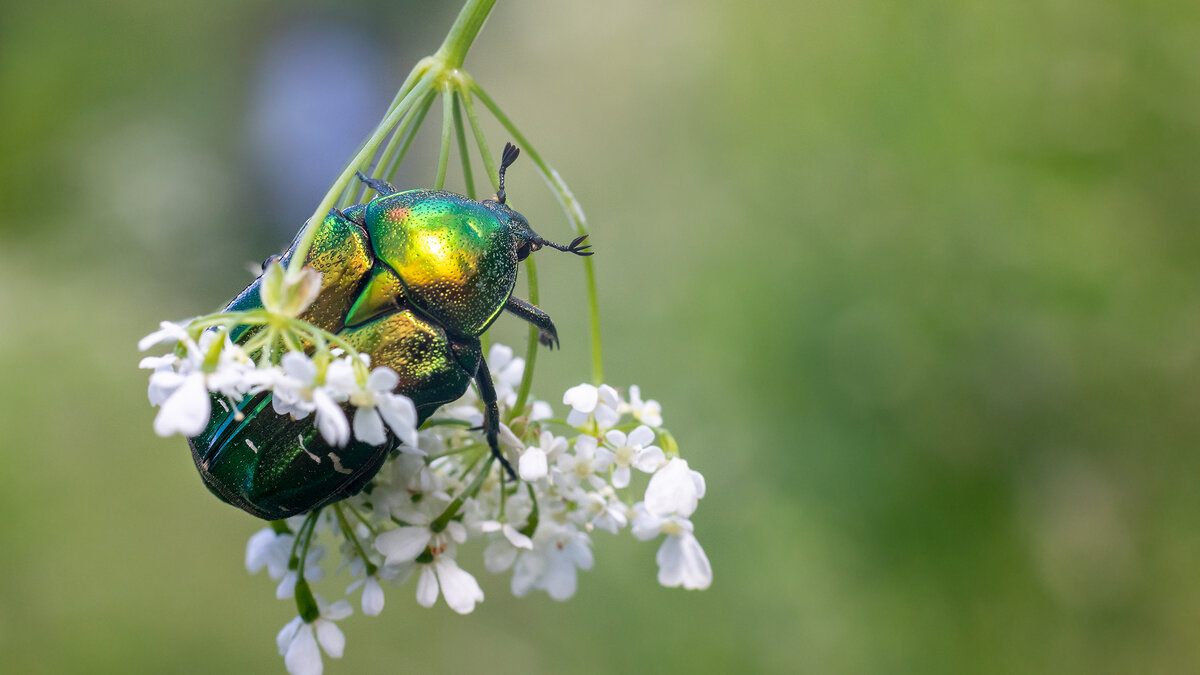 Cetonia aurata - Владимир Лазарев