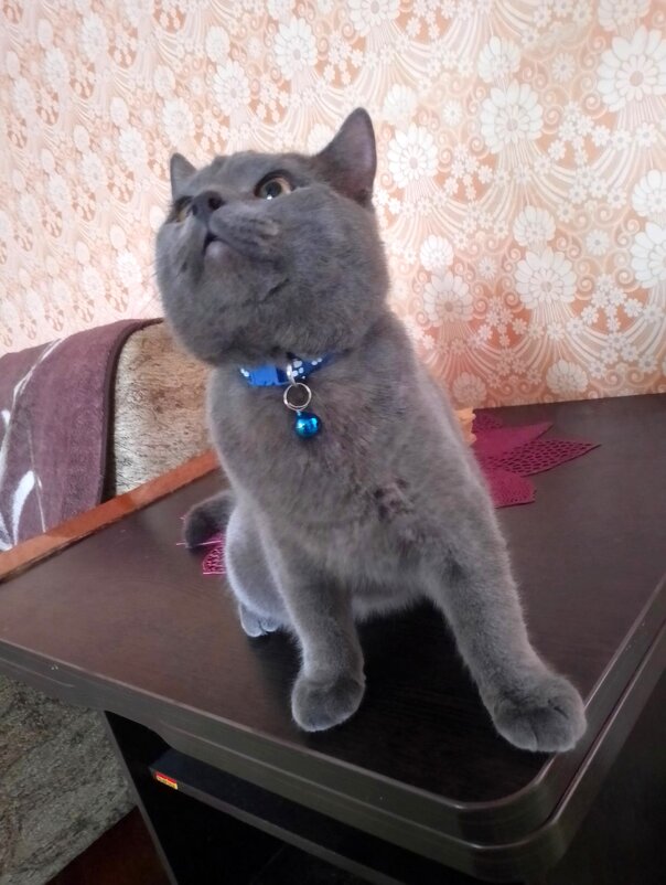 *** - Андрей Л. В.
