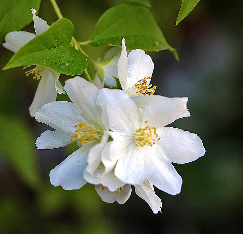 *** - Светлана 