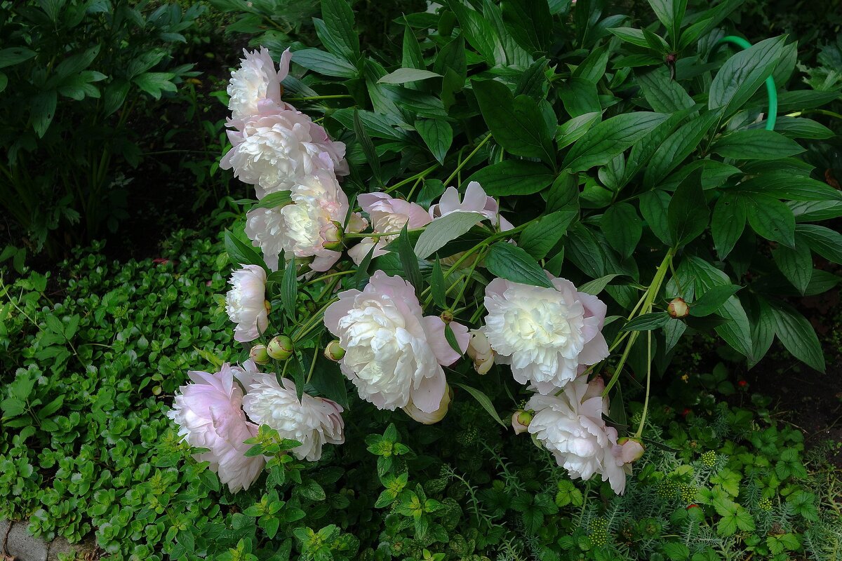 Пион - Рита Симонова
