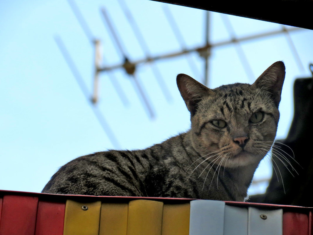 Кот, который живет на крыше - Наталья Нарсеева