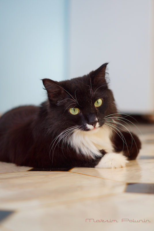 Тимон - Maksim Polunin