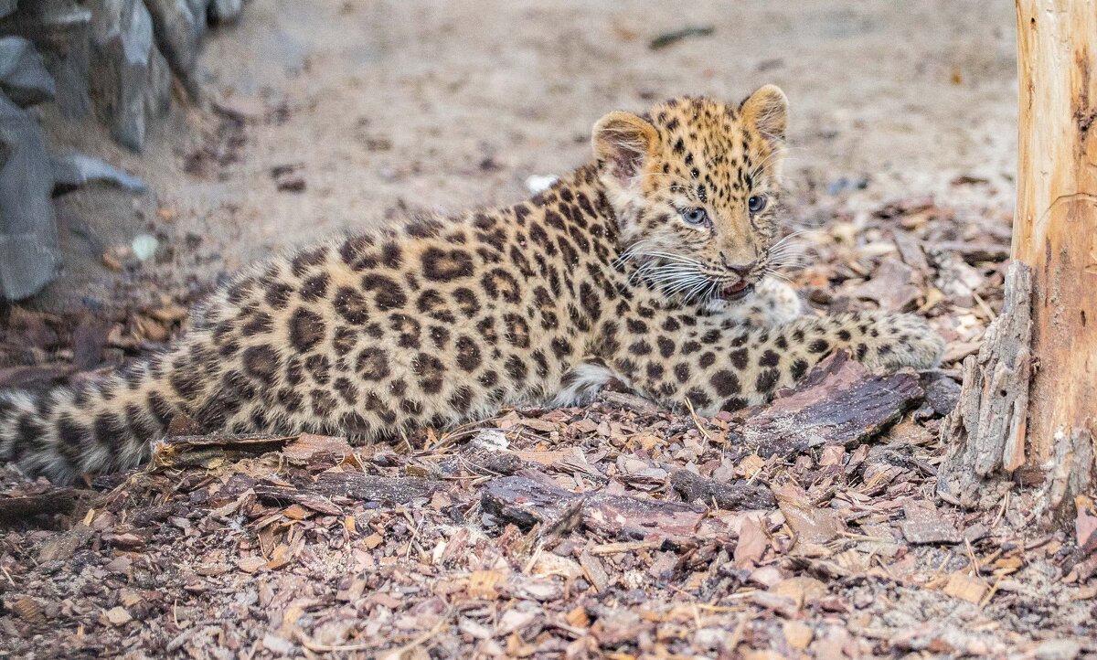 леопардик - Аркадий Лаптенко леопардик - Аркадий Лаптенко